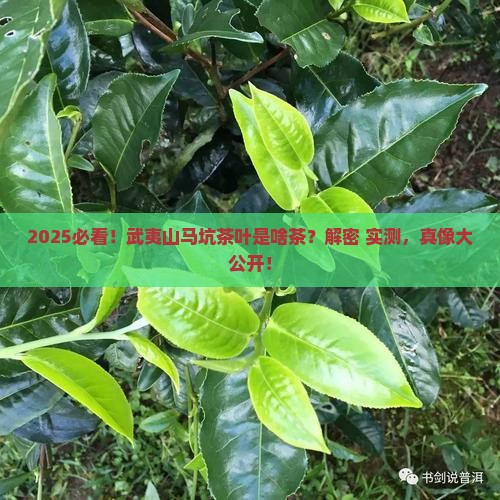 武夷山马坑茶叶是什么茶