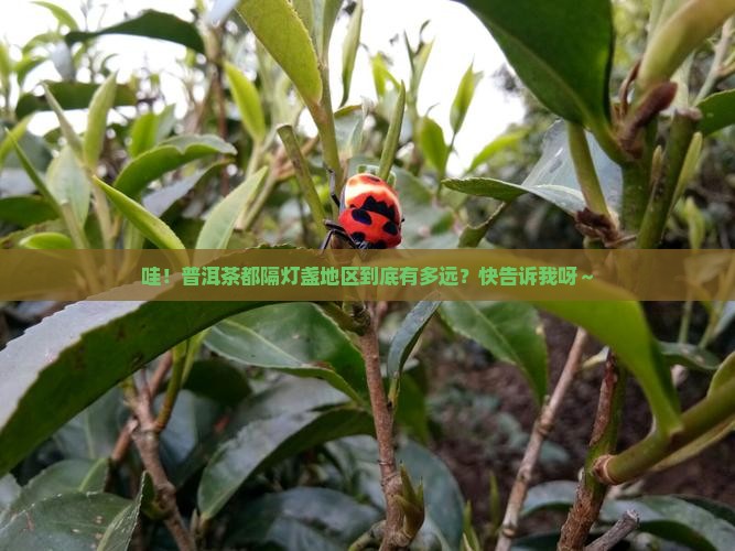 普洱茶都隔灯盏地区多远