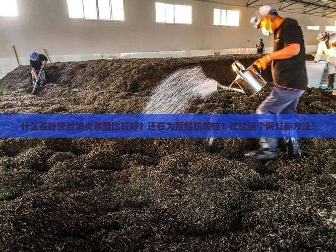 什么茶叶洗脸消炎杀菌比较好