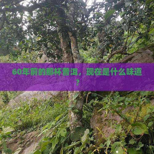 60年前的普洱茶怎么样