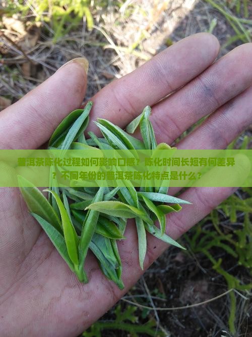 普洱茶陈化有什么区别呢