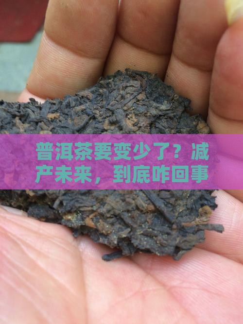 普洱茶减产前景