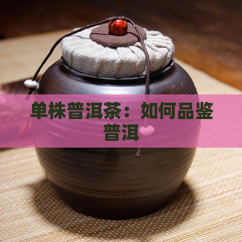 怎么看普洱单株