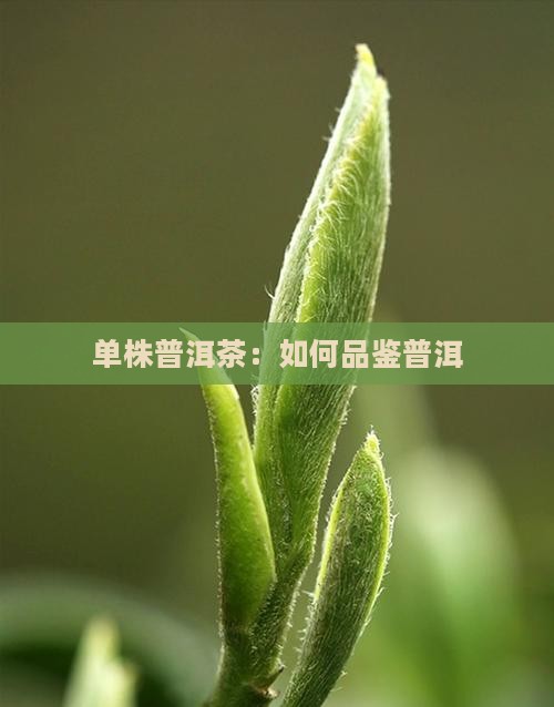 怎么看普洱单株