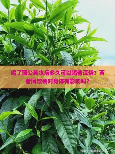 喝了蒲公英水能喝普洱茶吗