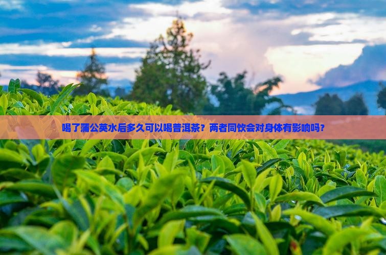 喝了蒲公英水能喝普洱茶吗