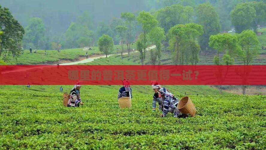 普洱茶那里比较好