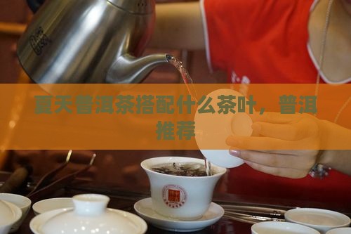 夏天普洱茶搭配什么茶叶