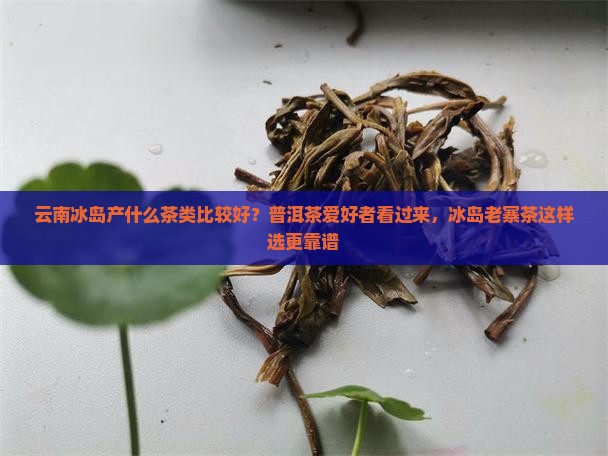 云南冰岛产什么茶类比较好
