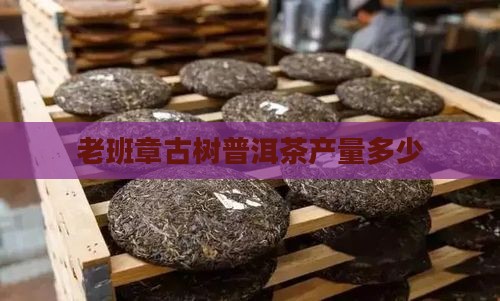 老班章一棵古茶树产量多少