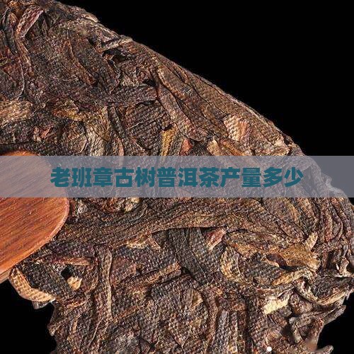 老班章一棵古茶树产量多少