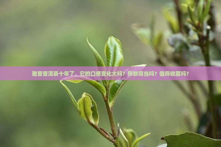 雅普普洱茶十年