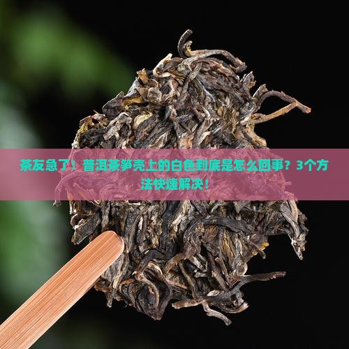 普洱茶的笋壳长白色