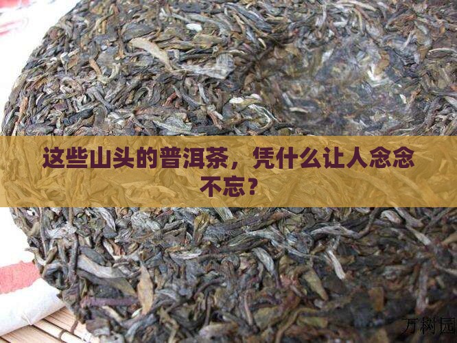 闻名的山头普洱茶特点是什么