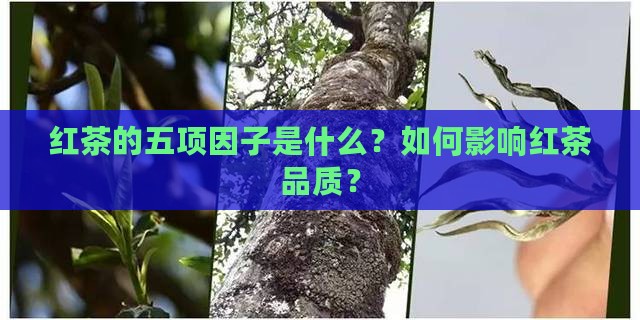 红茶的五项因子是什么