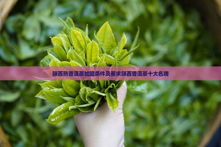 陕西熟普洱茶加盟条件 陕西熟普洱茶加盟条件