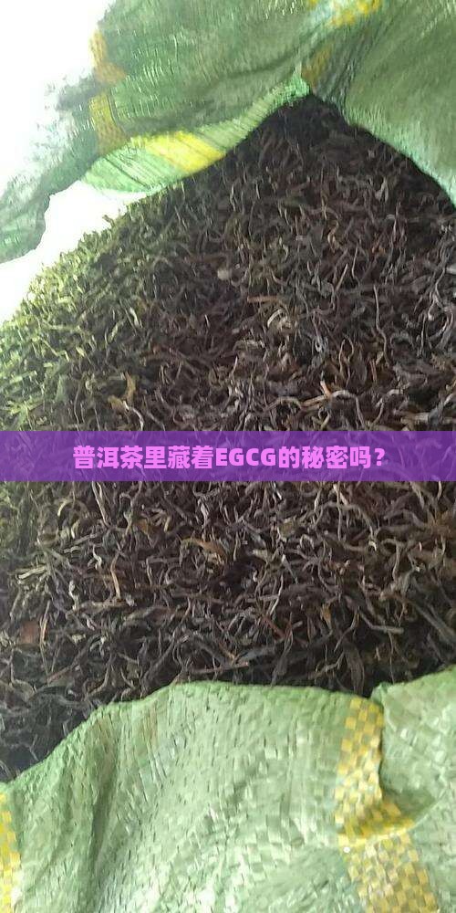 普洱茶有egcg吗