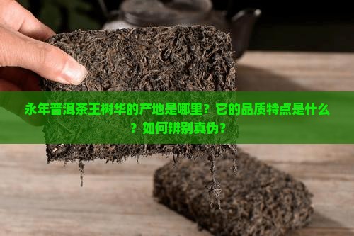 永年普洱茶王树华