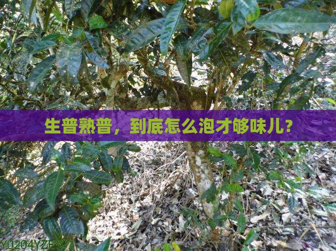普洱茶分生普和熟普冲泡