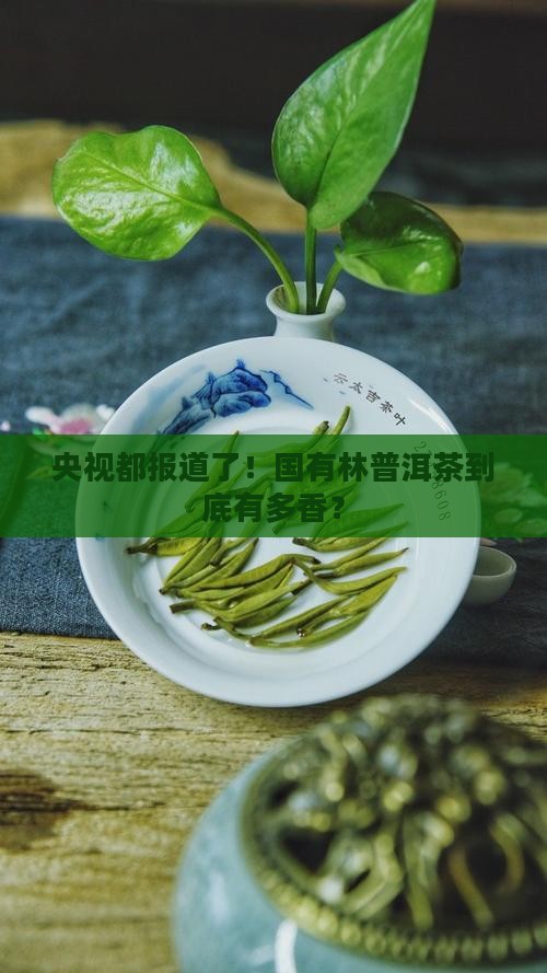央视报道国有林普洱茶