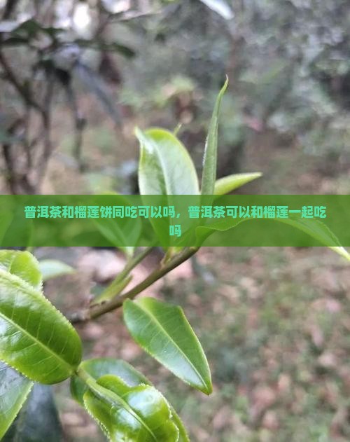 普洱茶和榴莲饼同吃可以吗 普洱茶和榴莲饼同吃可以吗