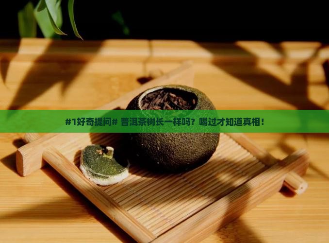 普洱茶的树种都一样吗 普洱茶的树种都一样吗