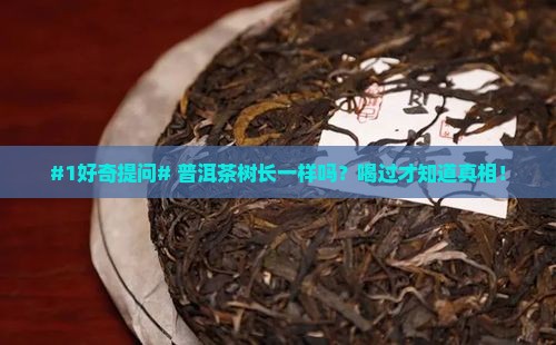 普洱茶的树种都一样吗 普洱茶的树种都一样吗