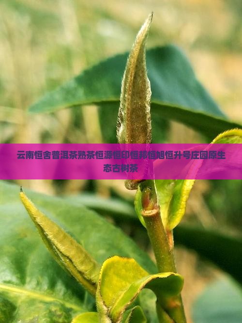 云南恒舍普洱茶熟茶