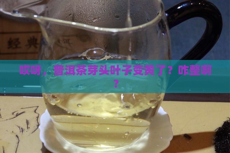 普洱茶芽头叶子发黄怎么办