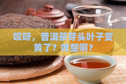 普洱茶芽头叶子发黄怎么办
