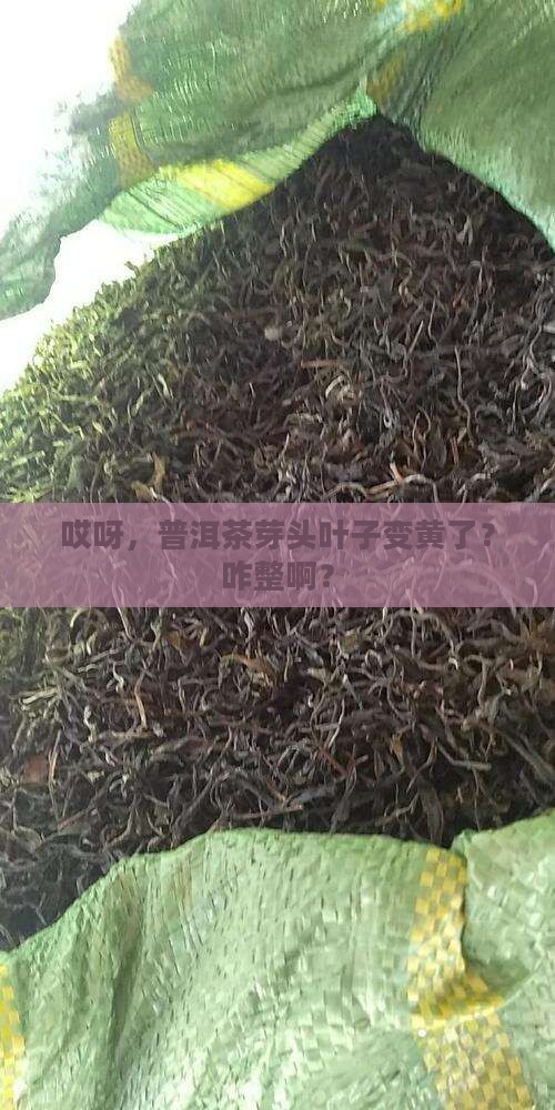 普洱茶芽头叶子发黄怎么办