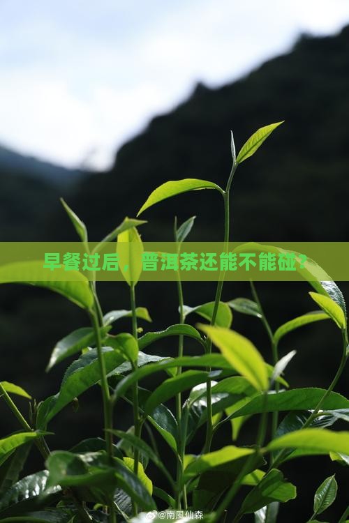吃完早餐多久可以喝普洱茶