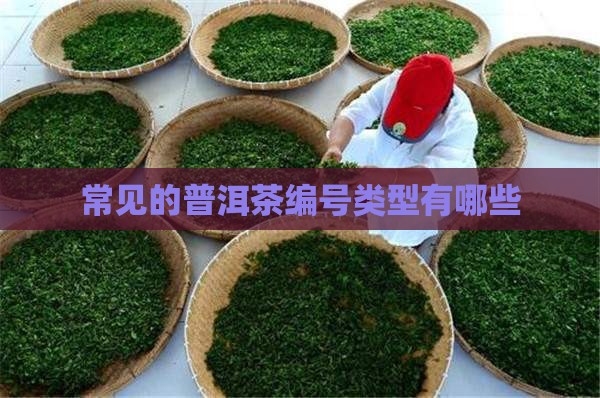 常见的普洱茶编号有哪几种
