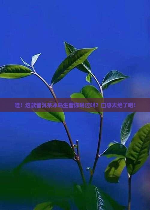 普洱茶冰岛生普