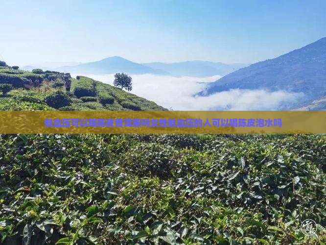 低血压可以喝陈皮普洱茶吗