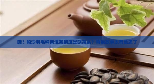 帕沙羽毛种普洱茶来源