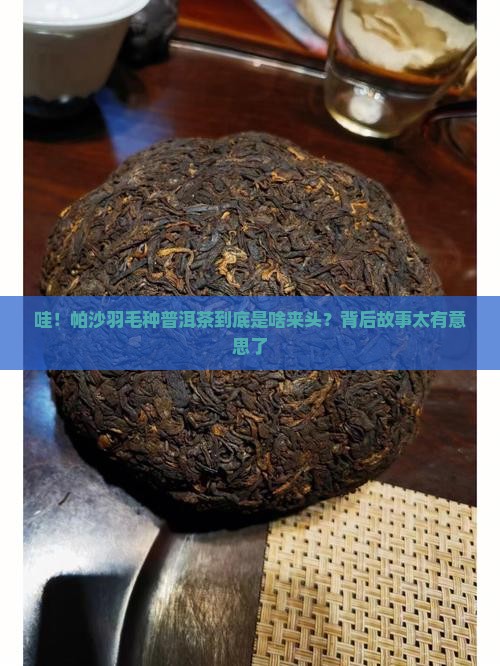 帕沙羽毛种普洱茶来源