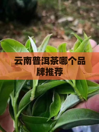 云南单株普洱茶推荐