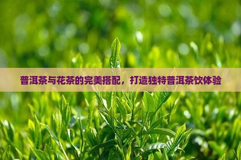 普洱茶混搭泡花茶