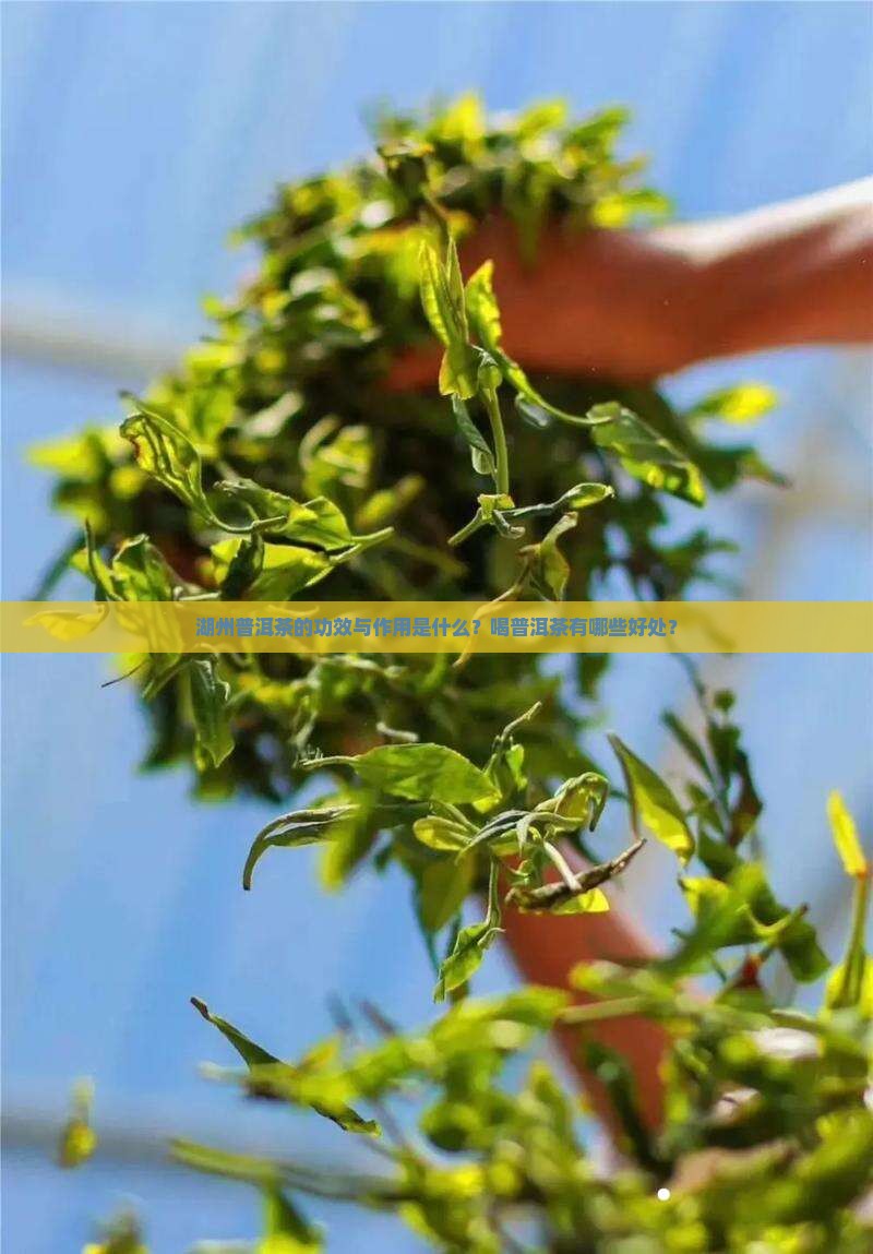 湖州普洱茶的功效与作用