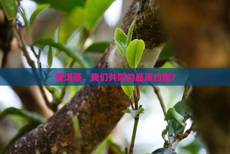 普洱茶产业联盟标准