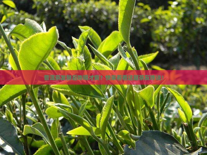 普洱茶发酵后怎么喝好呢