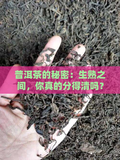 如何辩刻生普洱茶和熟普洱
