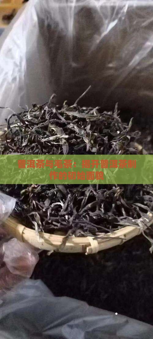 普洱茶是毛茶吗
