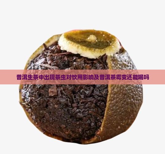 有茶虫的普洱生茶