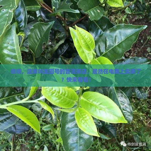 龙园号普洱茶卖茶叶的电商平台 龙园号普洱茶卖茶叶的电商平台