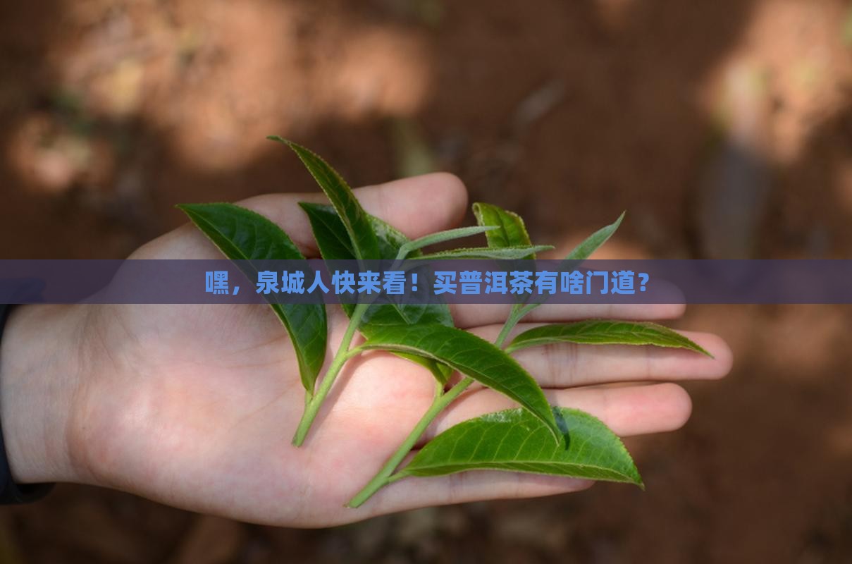 济南购买购普洱茶