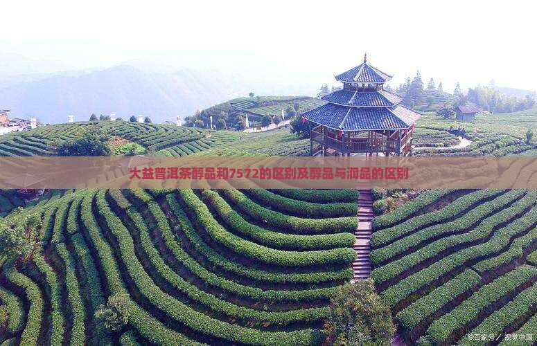 大益普洱茶醇品和7572