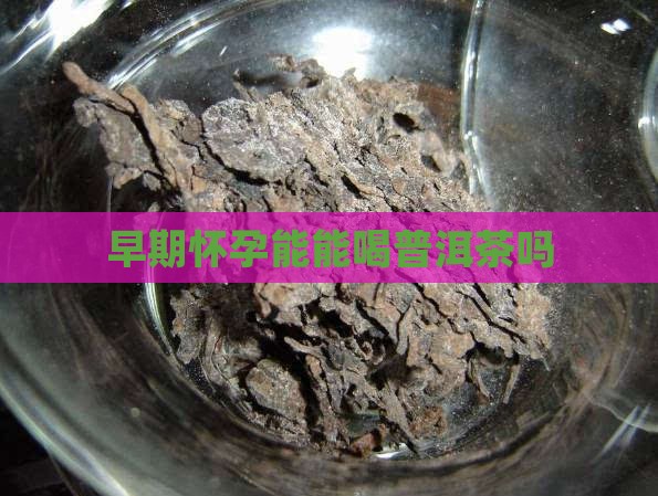 早期怀孕能能喝普洱茶吗