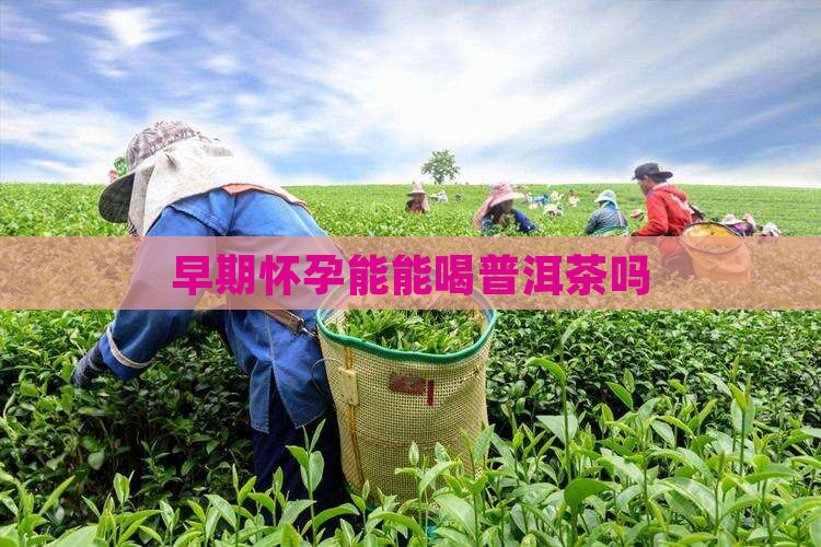 早期怀孕能能喝普洱茶吗